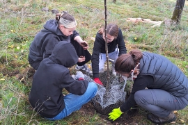 Schülerinnen der Mittelschule Ensdorf pflanzen Bäume auf der Streuobstwiese von Don Bosco Ensdorf