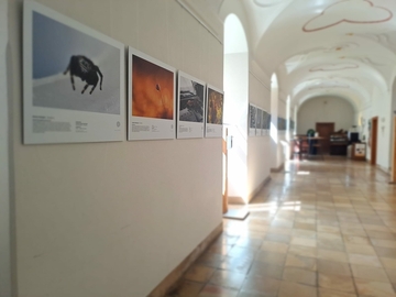 Ausstellung Natur im Fokus von 07.08. bis 24.09.2023 im Kloster Ensdorf